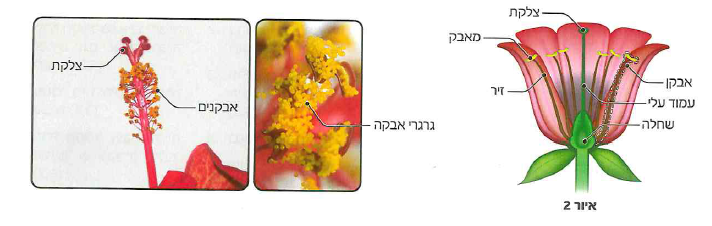 (בספר תרשימים)